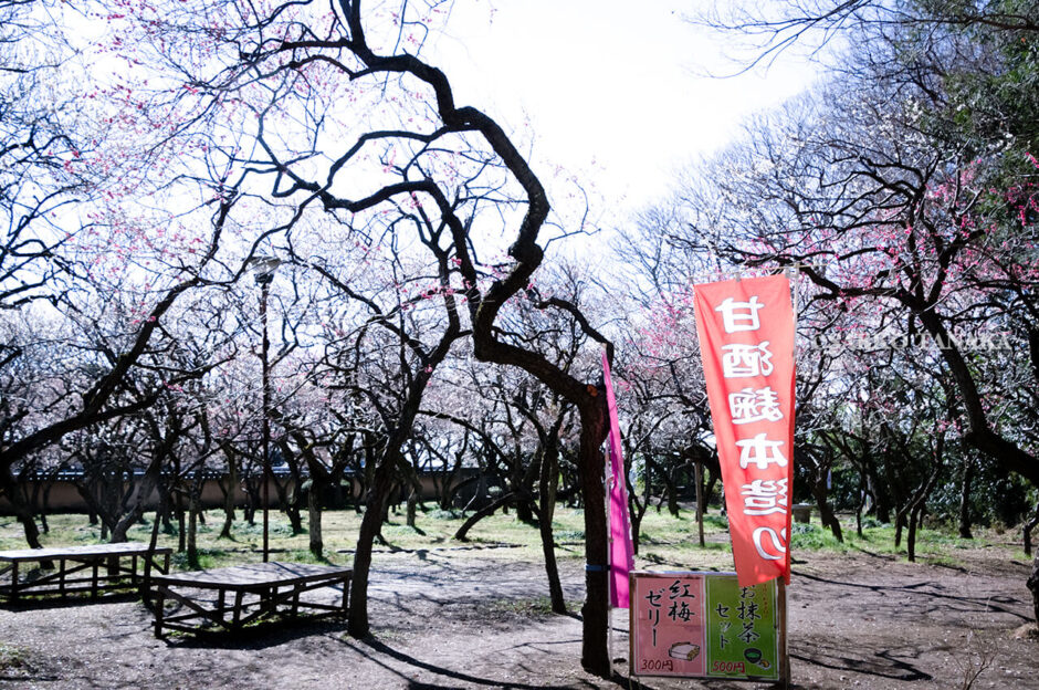 満開の紅梅白梅が楽しめる東京の梅名所、谷保天満宮にある梅林