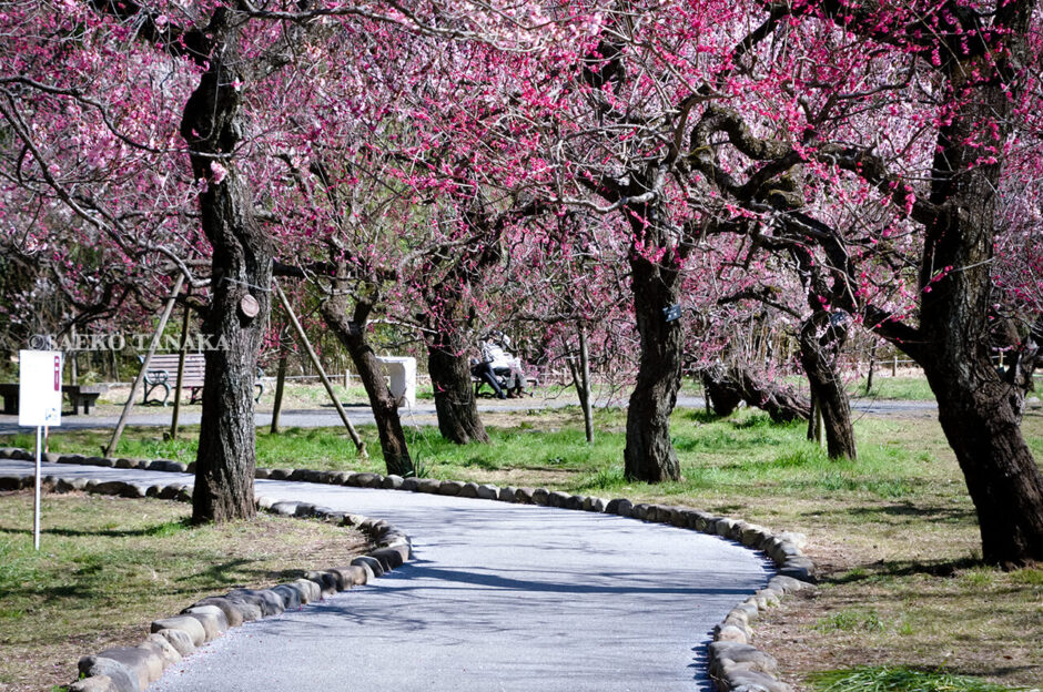 満開の紅梅白梅が楽しめる東京の梅名所、神代植物公園にあるうめ園