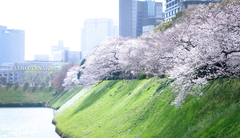 【東京カメラ散歩桜特集】千鳥ヶ淵公園／日本を代表する絶景の桜めぐり
