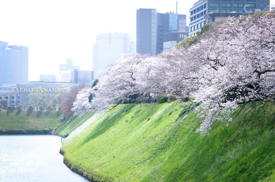 満開のソメイヨシノ・ヤマザクラなどが楽しめる東京の桜名所、千鳥ヶ淵公園