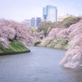 満開のソメイヨシノなどが楽しめる東京の桜名所、千鳥ヶ淵緑道