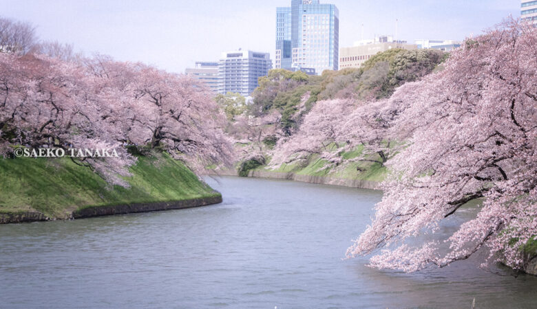 【東京桜お花見散歩】千鳥ヶ淵緑道｜世界に誇る日本の美しい原風景