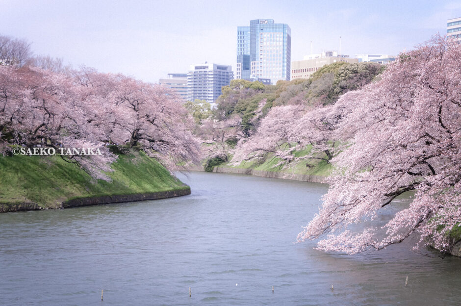 満開のソメイヨシノなどが楽しめる東京の桜名所、千鳥ヶ淵緑道