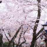 満開のソメイヨシノなどが楽しめる東京の桜名所、靖国神社/靖國神社にある能楽堂前の桜