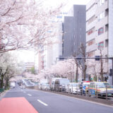 満開のソメイヨシノなどが楽しめる東京の桜名所、靖国神社/靖國神社に向かう内堀通りの桜並木