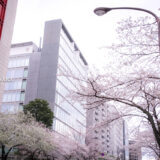 満開のソメイヨシノなどが楽しめる東京の桜名所、靖国神社/靖國神社に向かう内堀通りの桜並木