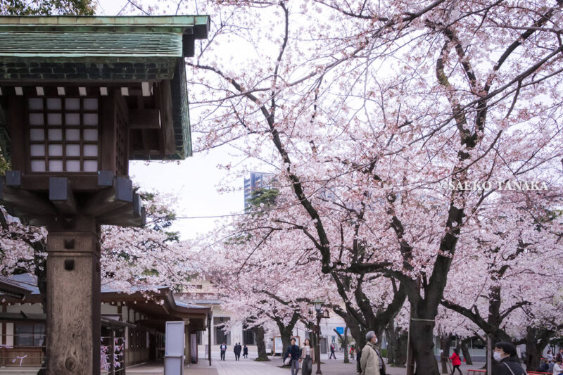 満開のソメイヨシノなどが楽しめる東京の桜名所、靖国神社/靖國神社にある能楽堂前の桜