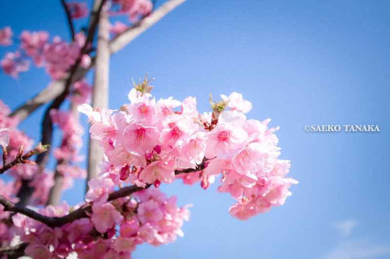 満開の河津桜をはじめ早咲き桜やソメイヨシノなどが楽しめる東京の桜名所、大森ふるさとの浜辺公園にある、ふるさとの広場に咲く河津桜