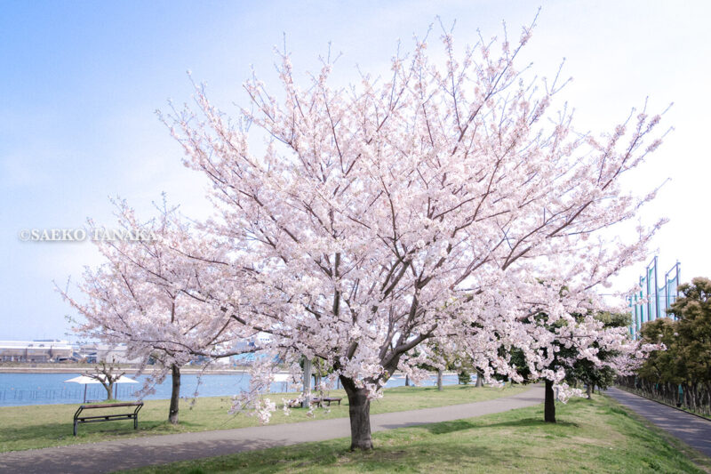 満開のソメイヨシノなどが楽しめる東京の桜名所、大森ふるさとの浜辺公園にある芝生（グリーン）エリアに咲くソメイヨシノ