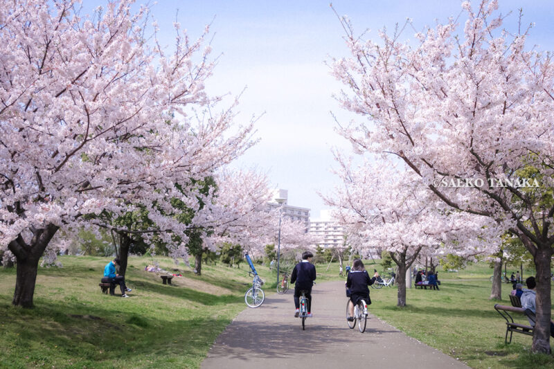 満開のソメイヨシノなどが楽しめる東京の桜名所、大森ふるさとの浜辺公園にある芝生（グリーン）エリアの桜並木と、散策路を自転車で走るカップル、写真撮影する花見客