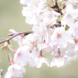 満開のソメイヨシノなどが楽しめる東京の桜名所、大森ふるさとの浜辺公園にある芝生（グリーン）エリアに咲くソメイヨシノ