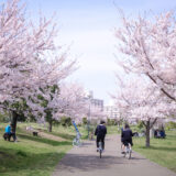 満開のソメイヨシノなどが楽しめる東京の桜名所、大森ふるさとの浜辺公園にある芝生（グリーン）エリアの桜並木と、散策路を自転車で走るカップル、写真撮影する花見客