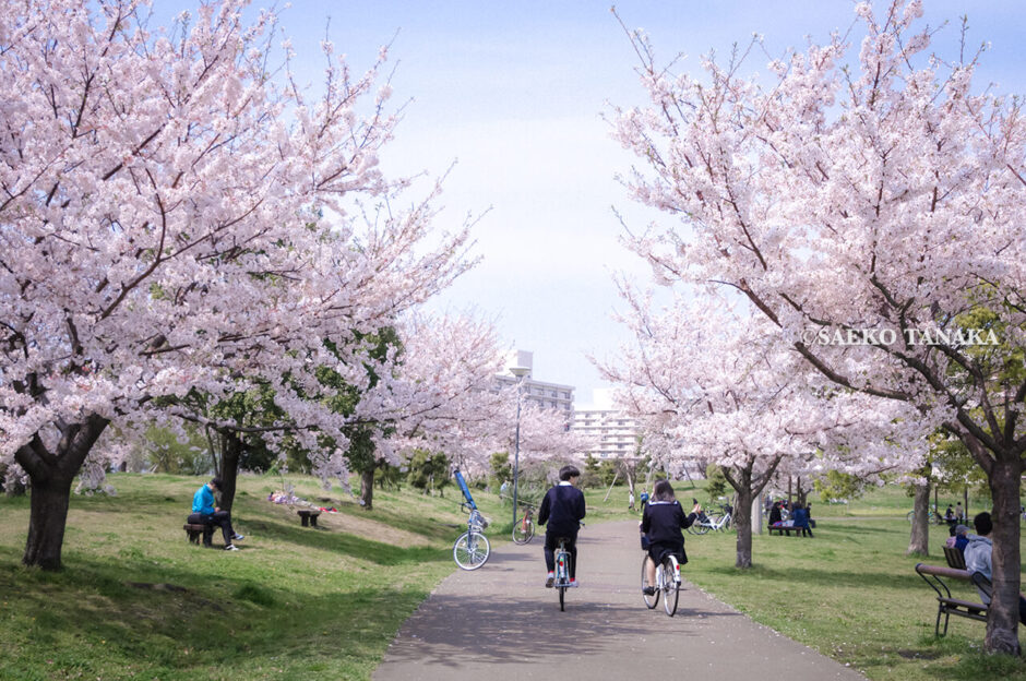 満開のソメイヨシノなどが楽しめる東京の桜名所、大森ふるさとの浜辺公園にある芝生（グリーン）エリアの桜並木と、散策路を自転車で走るカップル、写真撮影する花見客
