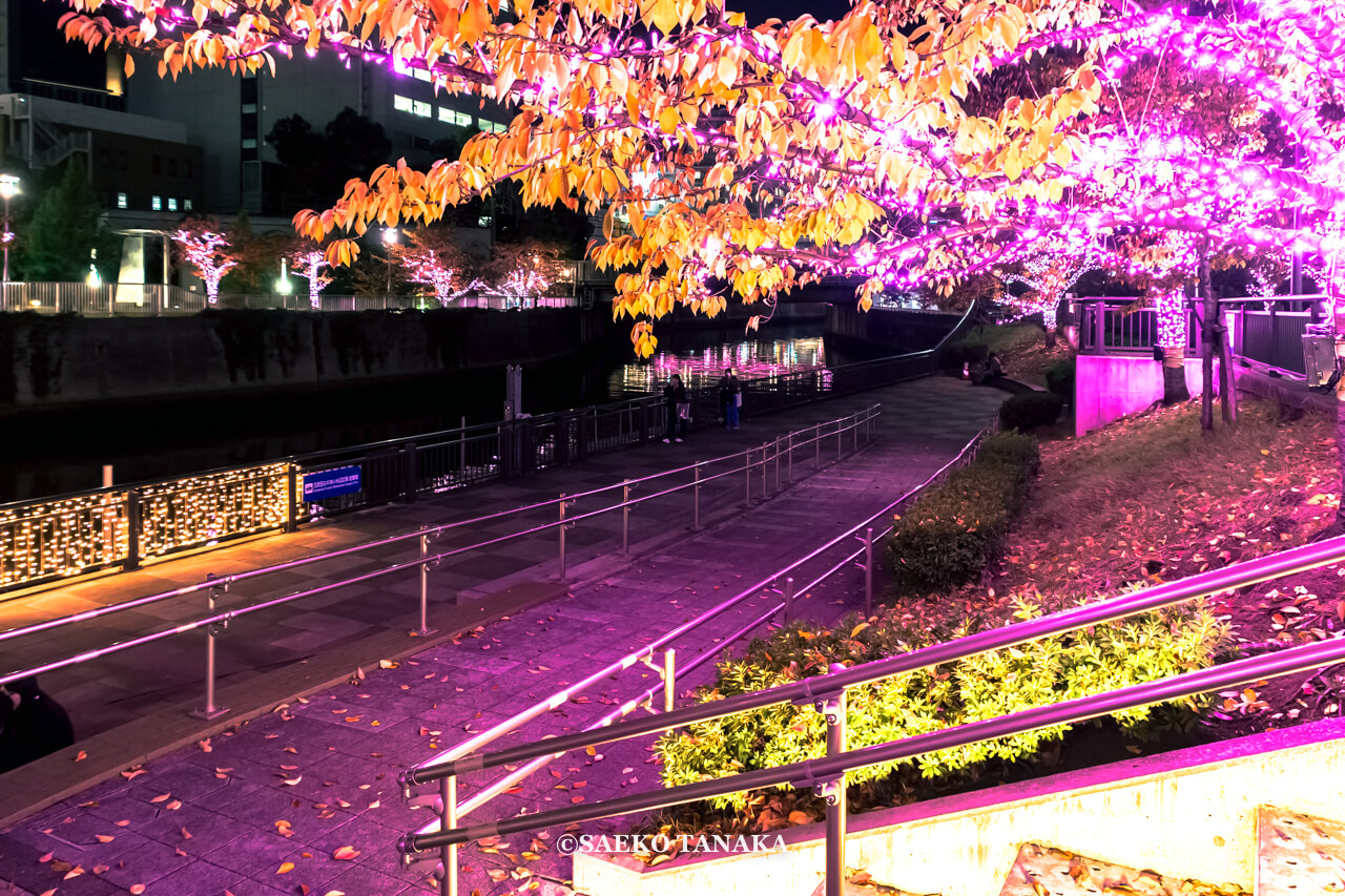 東京の人気おすすめイルミネーションスポット｜目黒川 / 目黒川みんなのイルミネーション（東京・大崎 / 五反田）