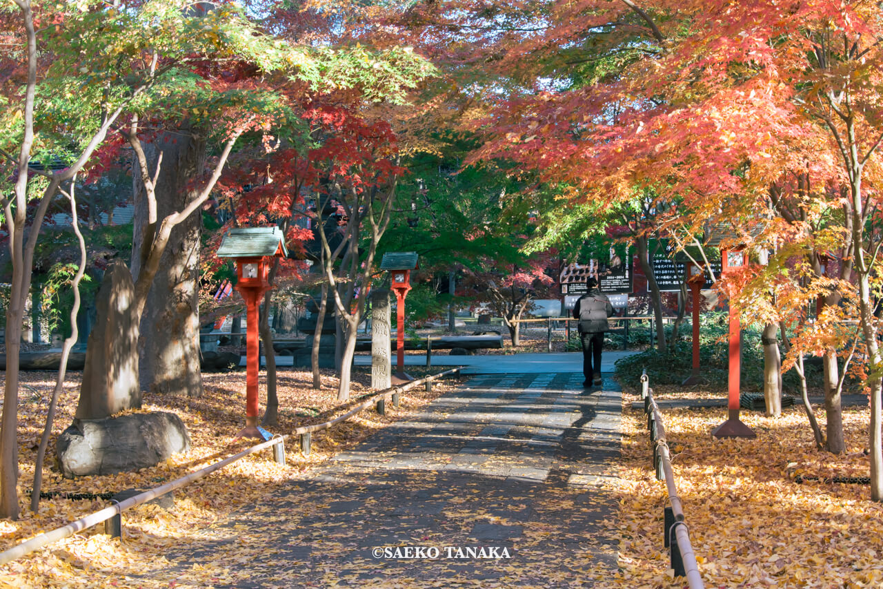 サッチマグ更新予告記事に使用した、東京・九品仏の大人気紅葉・黄葉名所「九品仏浄真寺」
