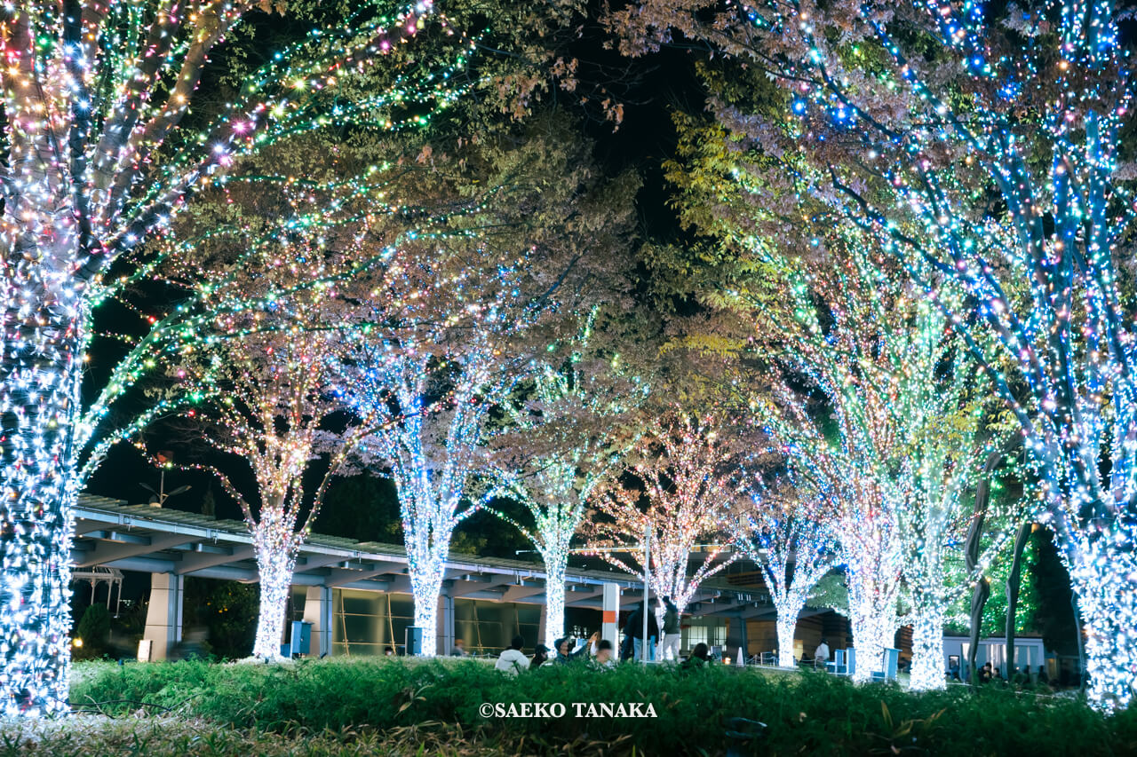 東京の人気おすすめクリスマス・イルミネーションスポット｜六本木ヒルズの66プラザのイルミネーション（東京・六本木）